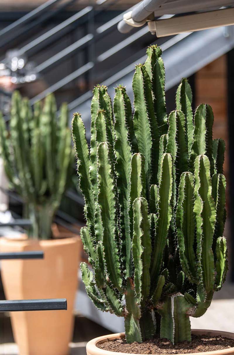 Un cactus du Rocseven Cap Ferret