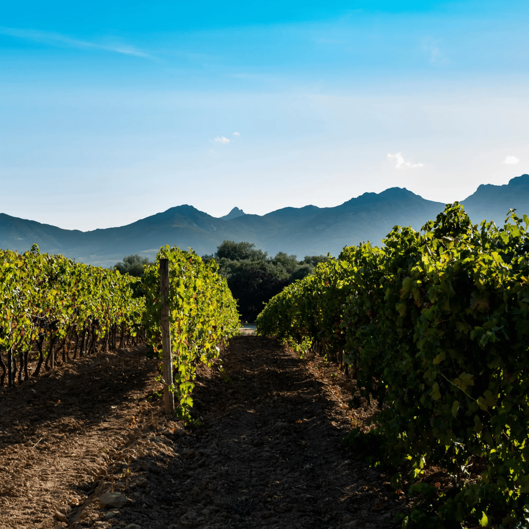 Vineyard offer Casa Santini x roc seven